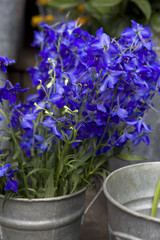 bluebell, bellflower, campanula