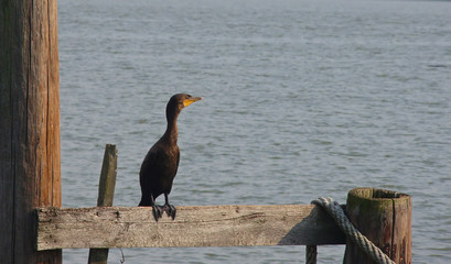 Cormoran