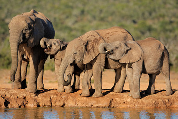 Naklejka na ściany i meble African elephants drinking water at a waterhole, South Africa