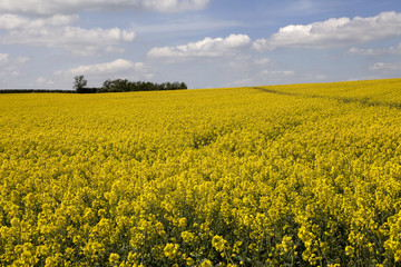 Rape field and blue sky with fluffy clouds