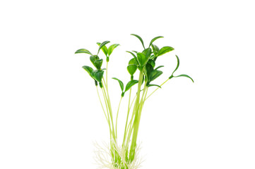 Green saplings isolated on the white background