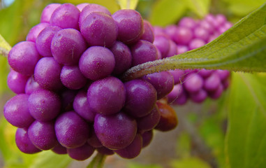 Callicarpe d'Amérique, l'arbuste aux bonbons