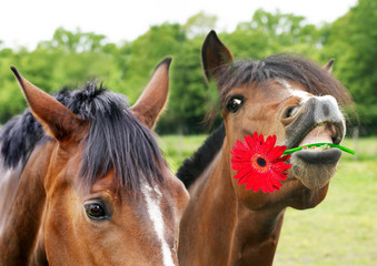 l'amour est dans le pré