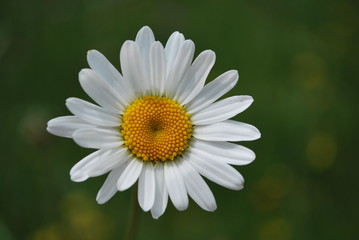 Obraz premium Margherita