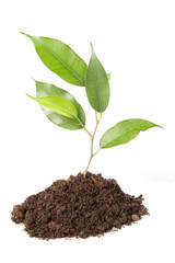 New Life