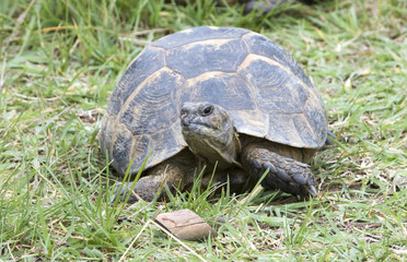 greek turtle / Testudo graeca ibera
