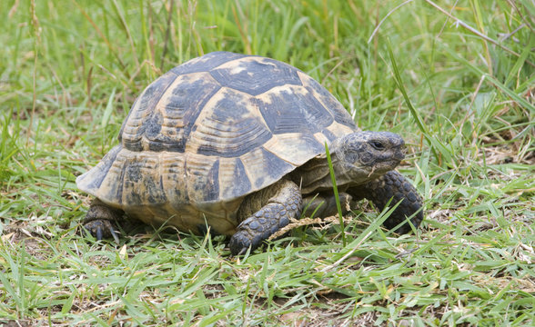 greek turtle / Testudo graeca ibera