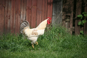 varicoloured cock searching for food open country field
