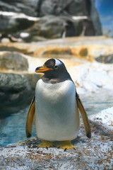 penguin head