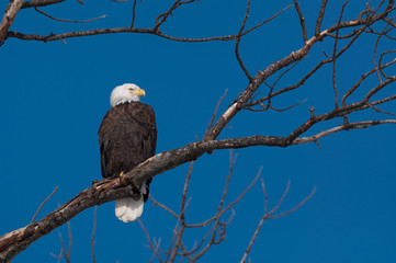 Bald eagle and blue sky