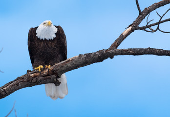 Bald eagle and blue sky