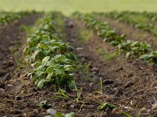 Potato bushes