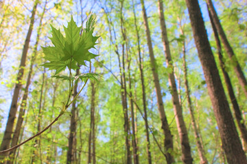 Fototapeta premium Maple in spring forest