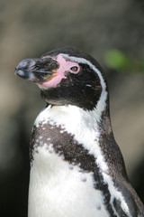 Naklejka premium Peinguin head