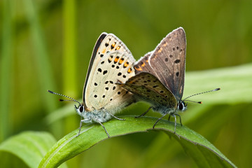 Fototapeta na wymiar Two butterflies
