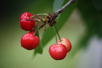 rote S&uuml;&szlig;kirschen