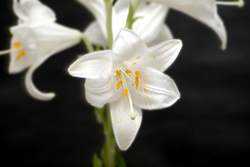 Obraz premium White Lily