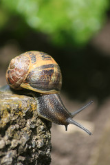 Snail on a mission