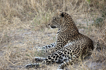 Leopard waiting for nightfall