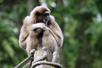 Gibbon lar ou Gibbon à mains blanches