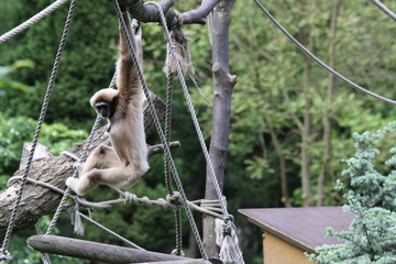 Gibbon lar ou Gibbon &agrave; mains blanches