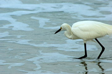 white heron hunched over walking into water