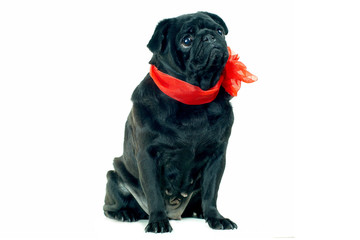 Blac Pug with red bow on neck