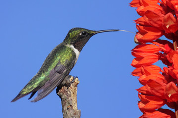 Male Ruby-throated Hummingbird (archilochus colubris)