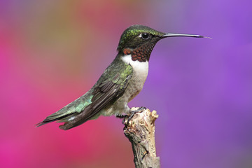 Fototapeta premium Ruby-throated Hummingbird On A Perch