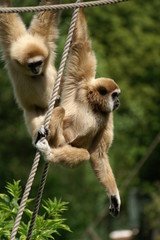 Gibbon lar ou Gibbon à mains blanches