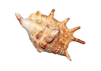 isolated beautiful seashell