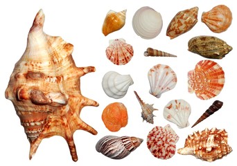seashells collection