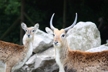 Le Cobe de Lechwe (Kobus leche)