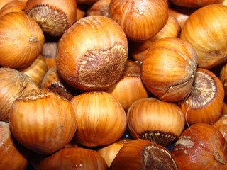 Filbert or wood nut a bush fruit leshchina large Corylus maxima