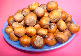 Filbert or wood nut a bush fruit leshchina large Corylus maxima