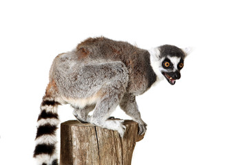 Angry Lemur