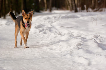 Running dog