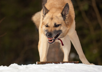 Agressive dog