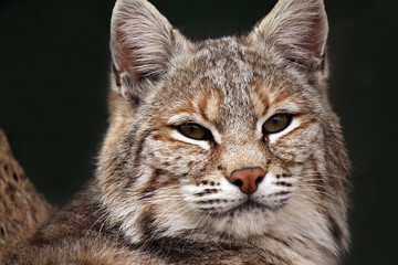 Bobcat