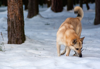 Finnish Spitz-dog