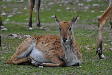Le Cobe de Lechwe (Kobus leche)