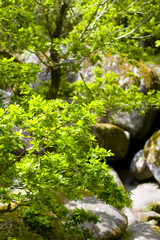Fototapeta premium big rocks in a brittany forest