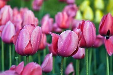 Pink tulipes
