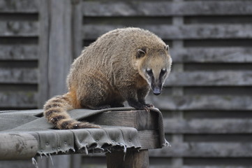Coati
