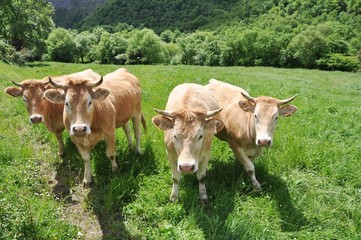 vacas