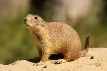 Prairie dog