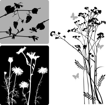 real plants silhouette - vector set