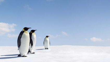 Obraz na płótnie Canvas Penguins