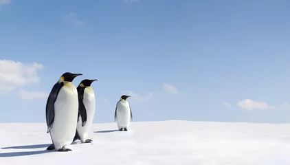 Tuinposter Pinguïns © Jan Will