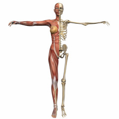 Weiblich Anatomischer Körper